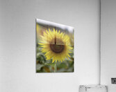 FLO 00488 Acrylic Print