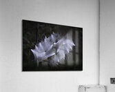 FLO 00463 Acrylic Print