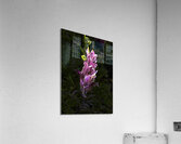 FLO 00475 Acrylic Print