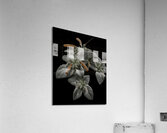 *FLO 00499 Acrylic Print