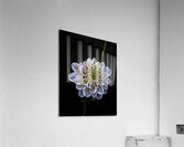 FLO 00485 Acrylic Print