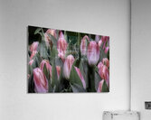 FLO 00494 Acrylic Print
