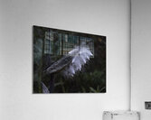 FLO 00464 Acrylic Print
