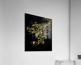 *FLO 00469 Acrylic Print
