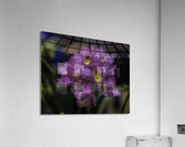 FLO 00496 Acrylic Print