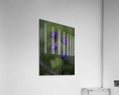FLO 00477 Acrylic Print