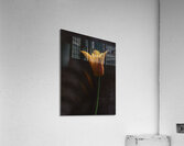 FLO 00516 Acrylic Print