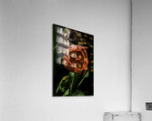 FLO 00522 Acrylic Print