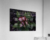 FLO 00546 Acrylic Print