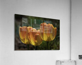 FLO 00518 Acrylic Print