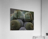 FLO 00503 Acrylic Print