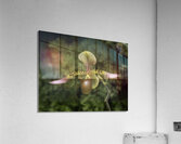 FLO 00549 Acrylic Print