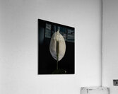 FLO 00527 Acrylic Print