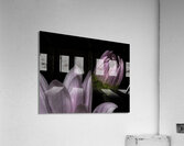 FLO 00525 Acrylic Print