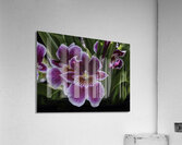 FLO 00547 Acrylic Print
