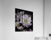 FLO 00534 Acrylic Print