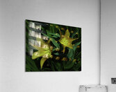 FLO 00515 Acrylic Print