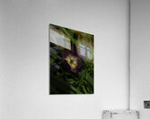 FLO 00517 Acrylic Print