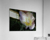 FLO 00521 Acrylic Print