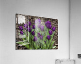 FLO 00507 Acrylic Print