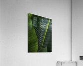 FLO 00510 Acrylic Print