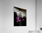 FLO 00520 Acrylic Print