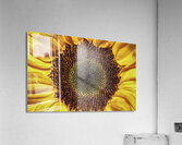 FLO 00524 Acrylic Print