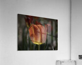 FLO 00513 Acrylic Print