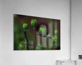 FLO 00574 Acrylic Print