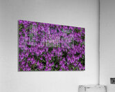 FLO 00558 Acrylic Print