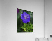 FLO 00586 Acrylic Print