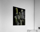 FLO 00551 Acrylic Print