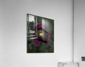 FLO 00565 Acrylic Print