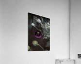 FLO 00593 Acrylic Print