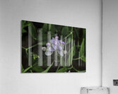 FLO 00585 Acrylic Print