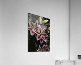 FLO 00604 Acrylic Print