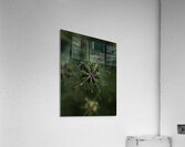 FLO 00590 Acrylic Print