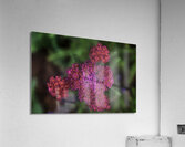 FLO 00597 Acrylic Print
