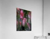 FLO 00560 Acrylic Print