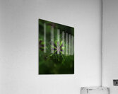 FLO 00594 Acrylic Print