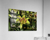 FLO 00603 Acrylic Print