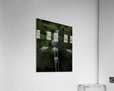 FLO 00592 Acrylic Print