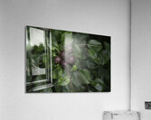 FLO 00591 Acrylic Print
