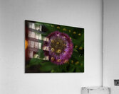 FLO 00579 Acrylic Print