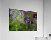 FLO 00570 Acrylic Print