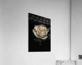 FLO 00564 Acrylic Print