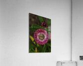FLO 00578 Acrylic Print