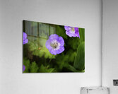 FLO 00581 Acrylic Print