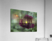 FLO 00573 Acrylic Print