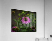 FLO 00569 Acrylic Print